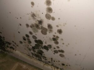Mold Removal by Aspen Air Duct Cleaning