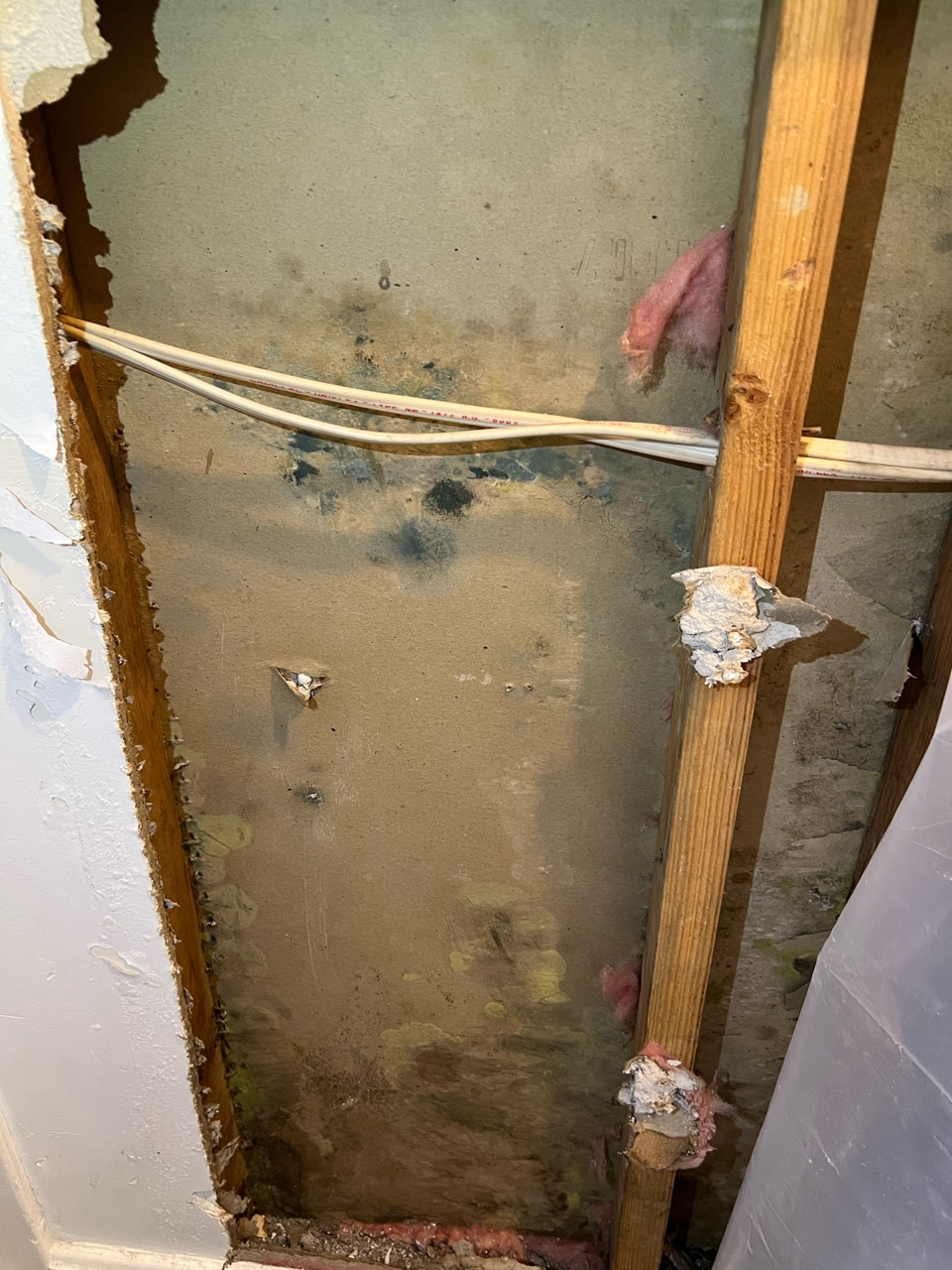 Does Mold Have to be Removed Professionally?